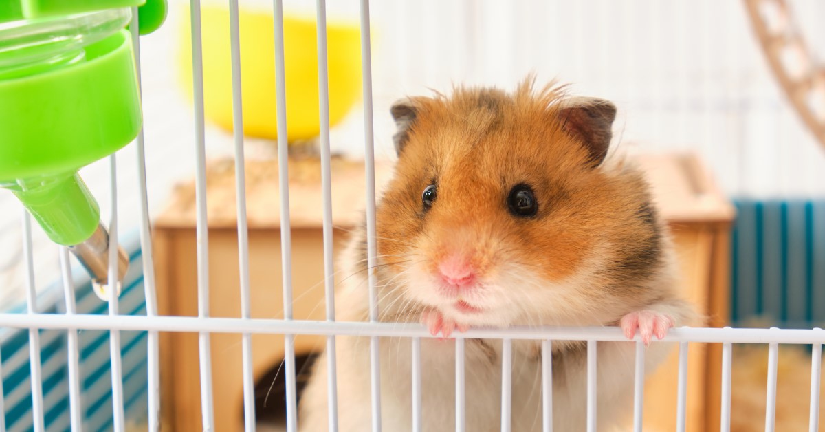 Guide to Hand-Taming Your New Hamster